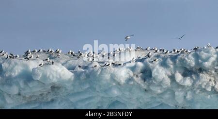 Kittiwakes auf Eisberg, Nunavut und Northwest Territories, Kanada, Nordamerika Stockfoto