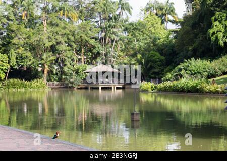 Kingfisher wartet in der Nähe des Sees, Singapore Botanic Gardens Stockfoto