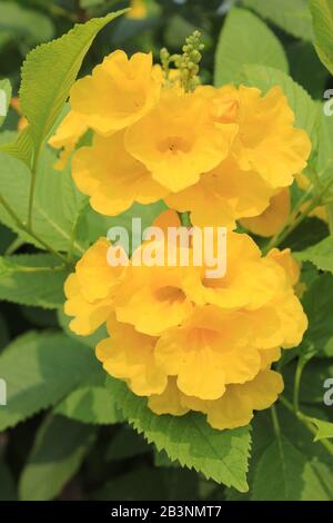 Gelber Trumpetbush alias Gelbe Glocken, Gelber Ältester (Tecoma stans) Stockfoto