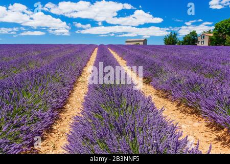 Provence, Frankreich. Lavendel Felder auf der Hochebene von Valensole. Stockfoto