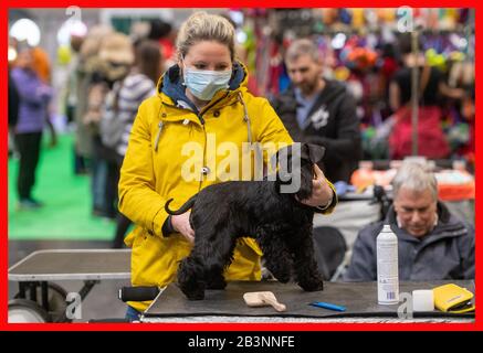 PABEST EINE Frau trägt eine Gesichtsmaske, während sie am ersten Tag der Crufts Dog Show ihre Miniatur-Schnauzer im Birmingham National Exhibition Centre (NEC) präpariert. PA Foto. Bilddatum: Donnerstag, 5. März 2020. Siehe PA Story ANIMALS Crufts. Der Fotowredit sollte lauten: Joe Giddens/PA Wire Stockfoto