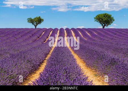 Provence, Frankreich. Lavendel Felder auf der Hochebene von Valensole. Stockfoto