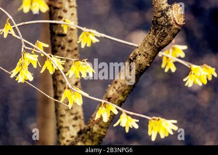 Forsythia giraldiana Frühjahrsgarten blühender Sträucher Stockfoto