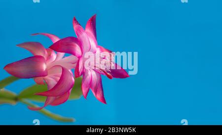 Der Blumenplan ist eine rosafarbene schlumbergera auf einem verschwommenen blauen Hintergrund mit Blättern. Freier Speicherplatz unter dem Text. Stockfoto