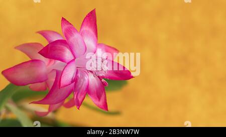 Auf einem verschwommenen gelben Hintergrund Nahaufnahme der rosafarbenen Blume schlumbergera. Konzentrieren Sie sich auf Petalen, Pollen und Staubpflanzen. Freier Speicherplatz unter dem Text. Stockfoto