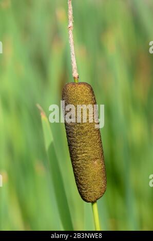 Common Cattail oder Common Bulrushes Typha Latifolia alias Broadleaf Cattail, Great Reedmace, Cat-o'-Nine-tails, Cooper's Reed oder Cumbungi Stockfoto