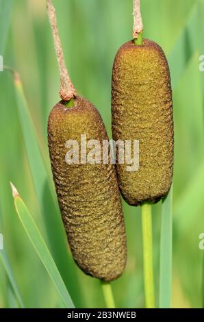 Common Cattail oder Common Bulrushes Typha Latifolia alias Broadleaf Cattail, Great Reedmace, Cat-o'-Nine-tails, Cooper's Reed oder Cumbungi Stockfoto