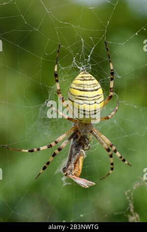 Orb Spider, Orb Web Spider, Orb-Weaver Spider oder Wasp Spider, Argiope bruennichi, Female, in Spider's Web Freating Prey Stockfoto