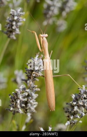 Brown Male Praying Mantis alias European Mantis, Mantis religiosa, on Lavender Flowers Stockfoto