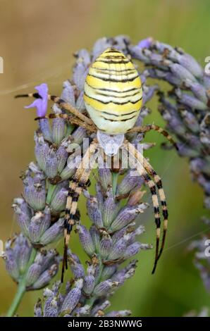 Orb Spider, Orb Web Spider, Orb-Weaver Spider oder Wasp Spider, Argiope bruennichi, weiblich, auf Lavendel Flowers Stockfoto