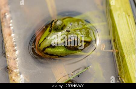 Porträt des gemeinen Grasfrosches Kopf oben aus dem Wasser, wild Stockfoto