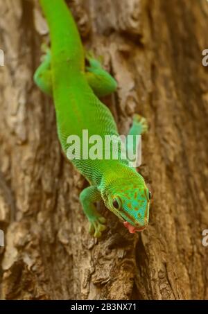 Grüner Gecko an einem Baumstamm, der im Zoo pilsen die Zunge heraushält Stockfoto