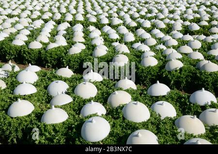 Salatreihen, die unter Plastikschlingen wachsen, im Bereich der intensiven Landwirtschaft, des Gartenbaus oder des Gartenbaus Provence Frankreich Stockfoto