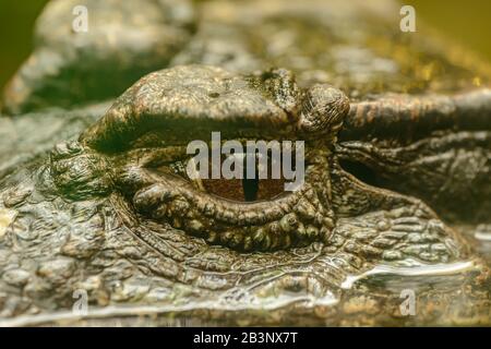 Detail eines Krokodilauges im Zoo Stockfoto