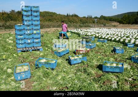 Farmarbeiter Stapeln von Kartons mit Salat oder Salat, die darunter wachsen Plastikschlocken im Bereich der intensiven Landwirtschaft oder Gartenbau Provence Frankreich Stockfoto