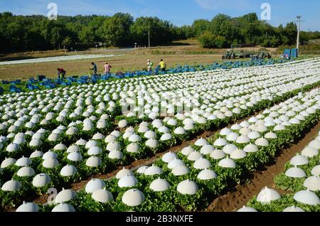 Salatreihen, die unter Plastikschlingen wachsen, im Bereich der intensiven Landwirtschaft, des Gartenbaus oder des Gartenbaus Provence Frankreich Stockfoto