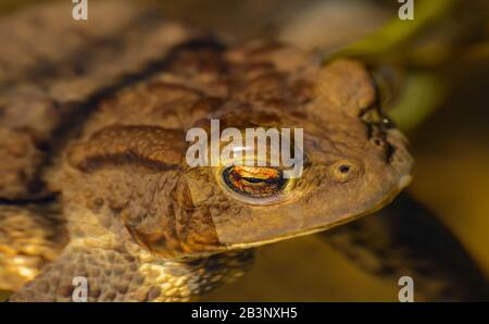 Augendetailporträt von Krötenfrosch im Wasser, wild Stockfoto