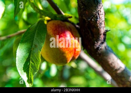 An einem sonnigen Tag hängen an einem Zweig unter den Blättern rote köstliche saftige Pfirsiche. Stockfoto