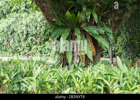 Riesige Epiphyte in Singapore Botanic Gardens, Singapur Stockfoto