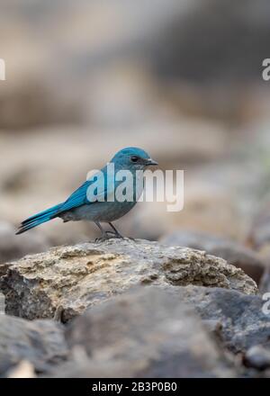 Vertikales Porträt eines Verditer Flycatchers, Eumyias thalassinus, auf einem Felsen thront Stockfoto