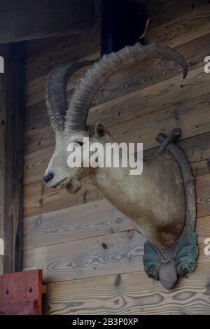 Steinbock, Augustiner Biergarten, Schönefeld, Brandenburg, Deutschland Stockfoto