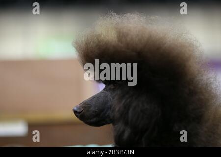 Birmingham NEC, Großbritannien. März 2020. Ein Standard-Pudel mit einem bisschen Teddyboy-Haarschnitt wartet geduldig auf Crufts 2020 im NEC, Birmingham Credit: Peter Lopeman/Alamy Live News Stockfoto