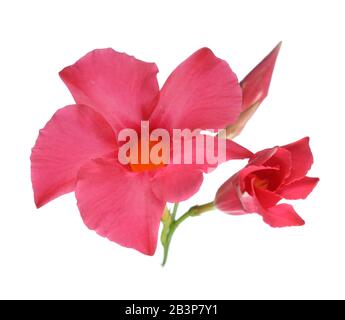 Magenta Dipladenia Blumen und Blüten sowie deren Knospen, isoliert auf weißem Stockfoto