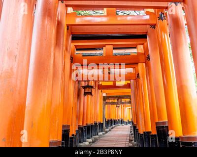 Wunderschöne orangefarbene Tori-Tore führen den Weg zum Fushimi Inari Taisha-Schrein. Stockfoto