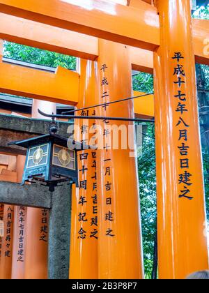 Wunderschöne orangefarbene Tori-Tore führen den Weg zum Fushimi Inari Taisha-Schrein. Stockfoto