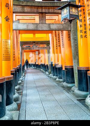 Wunderschöne orangefarbene Tori-Tore führen den Weg zum Fushimi Inari Taisha-Schrein. Stockfoto