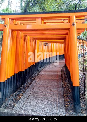 Wunderschöne orangefarbene Tori-Tore führen den Weg zum Fushimi Inari Taisha-Schrein. Stockfoto