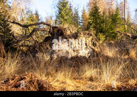 Umgestürzter Baum im Wald. Waldlandschaft. Die Wurzeln des Baumes. Alter großer Baum Stockfoto