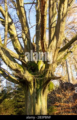 Stark verzweigte alte Buche im Naturschutzgebiet Urwald Sababurg bei Kasse Stockfoto