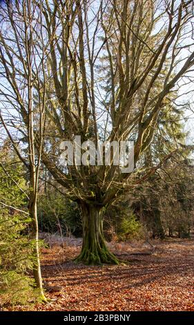 Alte Eiche mit weit verbreiteten Zweigen im Naturschutzgebiet Urwald Sababurg bei Kassel, Deutschland Stockfoto