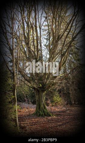 Alte Eiche mit weit ausladenden Zweigen im Naturschutzgebiet Urwald Sababurg bei Kassel, Vignettenfoto Stockfoto