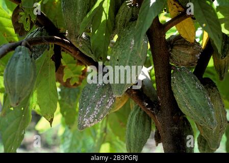 Kakao- oder Kaffeemalybug (Planococcus lilacinus)-Befall auf reifen unreifen grünen Kakao-(Theobroma cacao)-Schoten, Malaysia, Februar Stockfoto