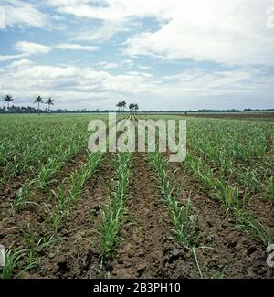 Gepflegte Reihen von Unkrautfreiem jungen Zuckerrohr (Saccharum officinarum) Ernte mit Palmen hinter auf der Insel Negros in Philippinen Stockfoto