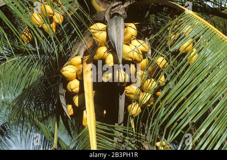 Reife Kokosnüsse auf einer stark fruchtigen Hybrid-Kokosnuss-Zwergpalme (Cocos nucifera) auf Mindanao, den Philippinen, Februar, Stockfoto