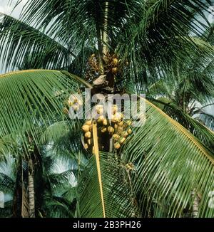 Reife Kokosnüsse auf einer stark fruchtigen Hybrid-Kokosnuss-Zwergpalme (Cocos nucifera) auf Mindanao, den Philippinen, Februar, Stockfoto