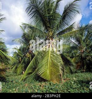 Reife Kokosnüsse auf einer stark fruchtigen Hybrid-Kokosnuss-Zwergpalme (Cocos nucifera) auf Mindanao, den Philippinen, Februar, Stockfoto