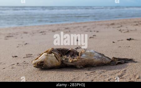 Ein komplettes, fischiges Skelett am Strand mit wenig Fleisch, das an den Knochen am niederländischen Nordseestrand übrig ist Stockfoto