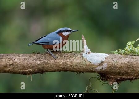 Ein kleiner, von Chestnut belaubter Nuthatch (Sitta cinnamoventris), wunderschön auf einem Baumzweig thront. Stockfoto