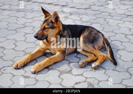 An einem sonnigen Sommertag liegt auf den Pflastersteinen ein Hund mit schwarz-braunem Haar Stockfoto