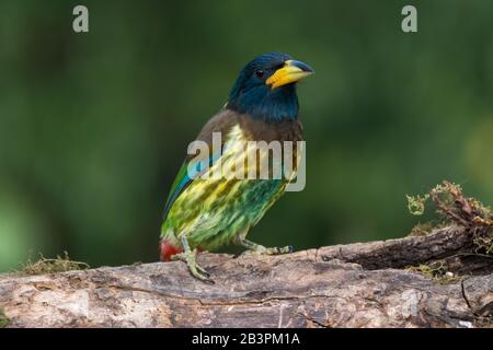 Ein bunter und attraktiver Great barbet (Megalaima Virens), steht auf einem Holzklöschchen. Stockfoto