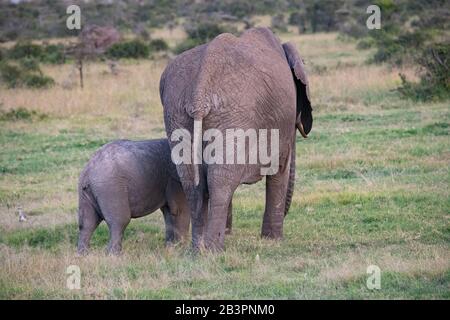 Mutter afrikanischer Elefant mit ihrem Kalb, der in der Savanne in Masai Mara, Kenia, vor der Kamera wegläuft Stockfoto