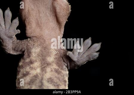 Gekrempter Gecko-Fuß, der an einem Stück Glas haftet Stockfoto