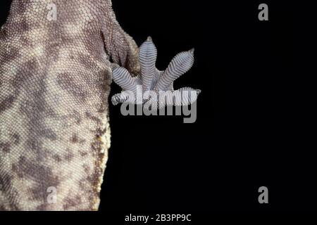 Gekrempter Gecko-Fuß, der an einem Stück Glas haftet Stockfoto