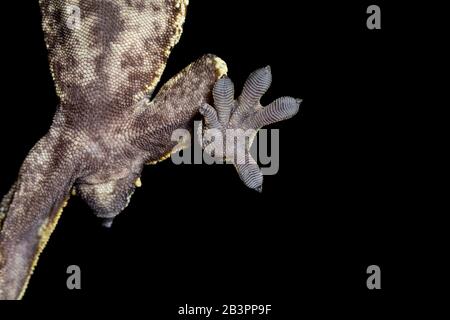 Gekrempter Gecko-Fuß, der an einem Stück Glas haftet Stockfoto