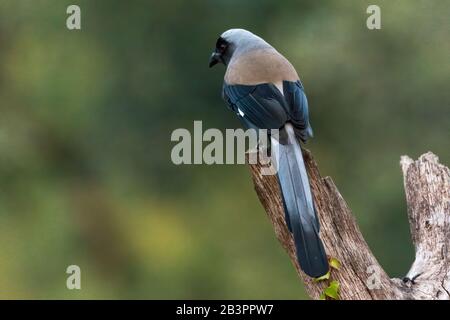 Ein graues Treepie (Dendrocitta formosae), nach hinten gerichtet und auf dem Stumpf eines toten Baumes thront. Stockfoto