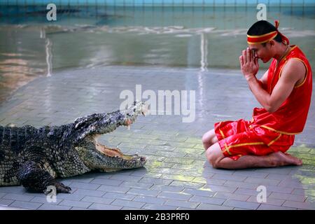 Thailand, PATTAYA - 02. NOVEMBER: Traditionell für Thailand "wie der Krokodile" . Ein Zoowärter neckt am 2. november 2009 ein Krokodil. Thailand, Pattaya Stockfoto